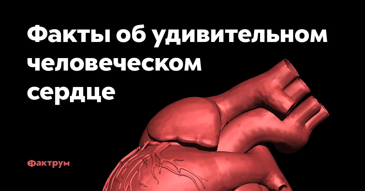 Факты об удивительном человеческом сердце