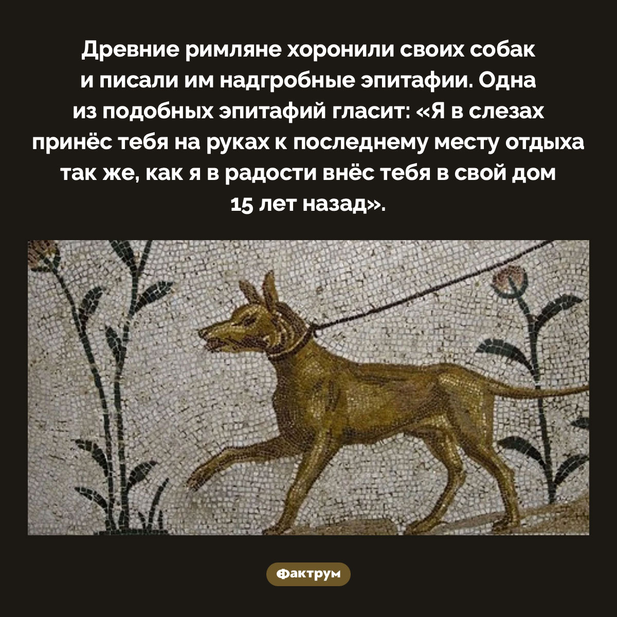 Древние римляне хоронили собак и писали им эпитафии