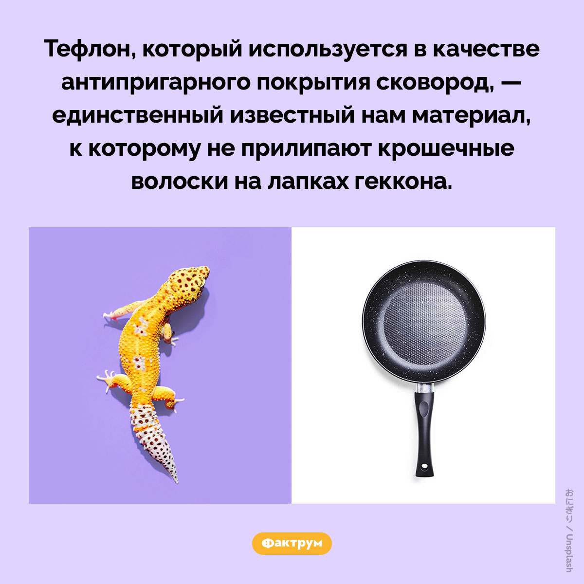 Гекконы не приклеиваются к тефлону