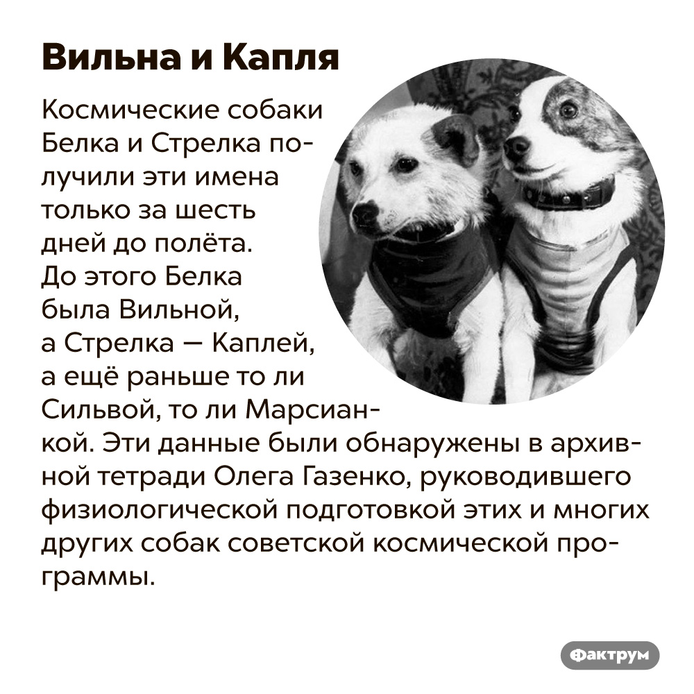 Собачья кличка 6