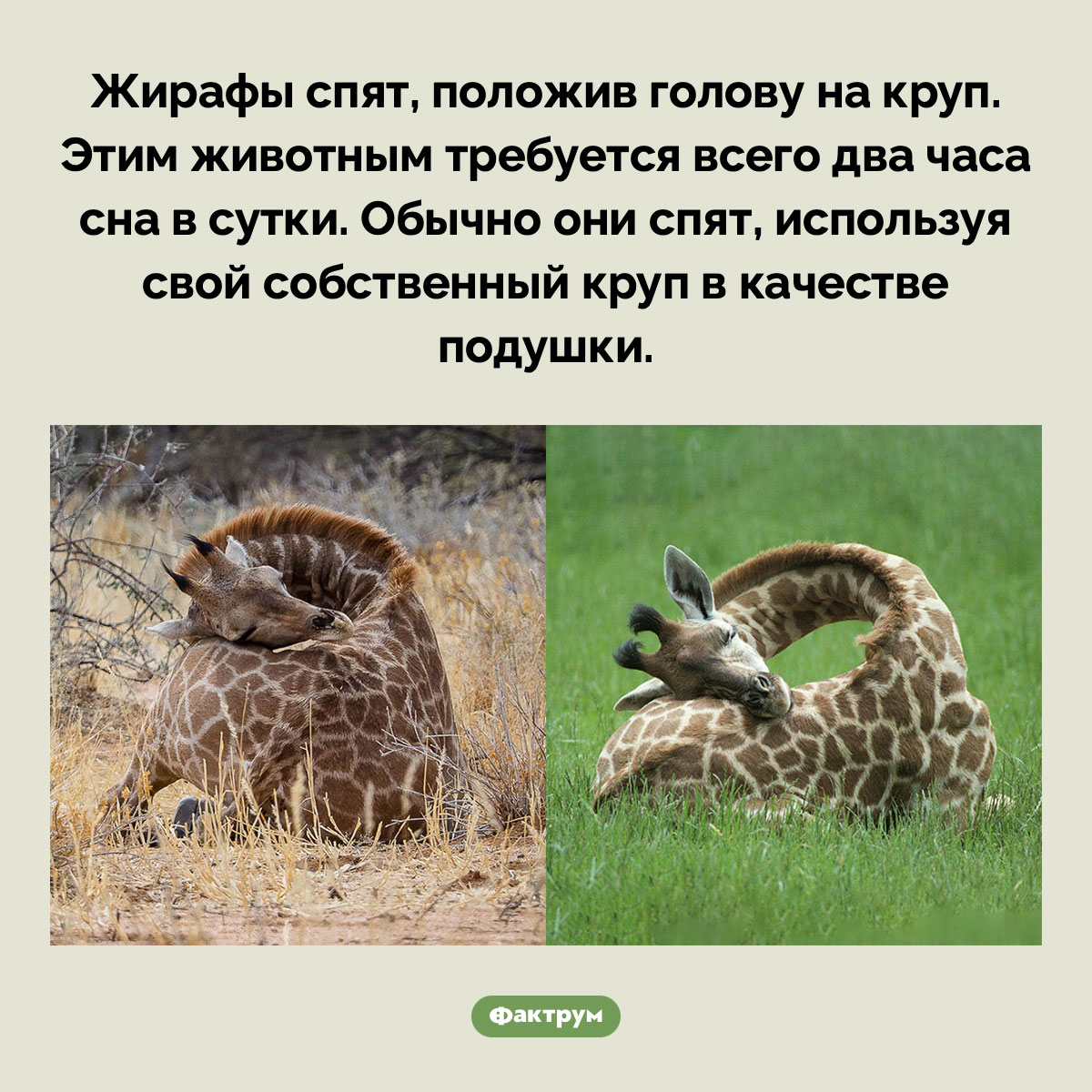 Как спять жирафы