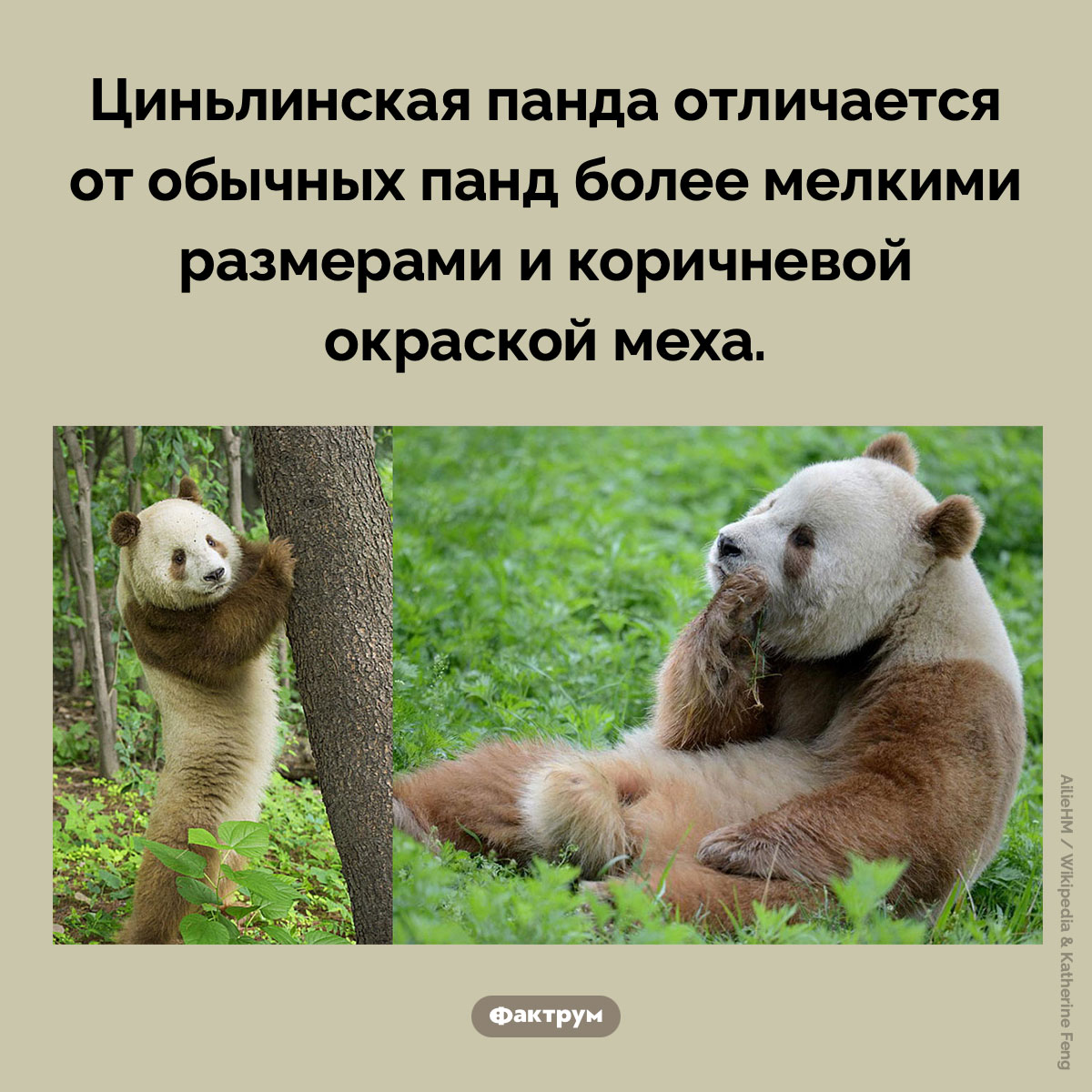 Коричневая панда
