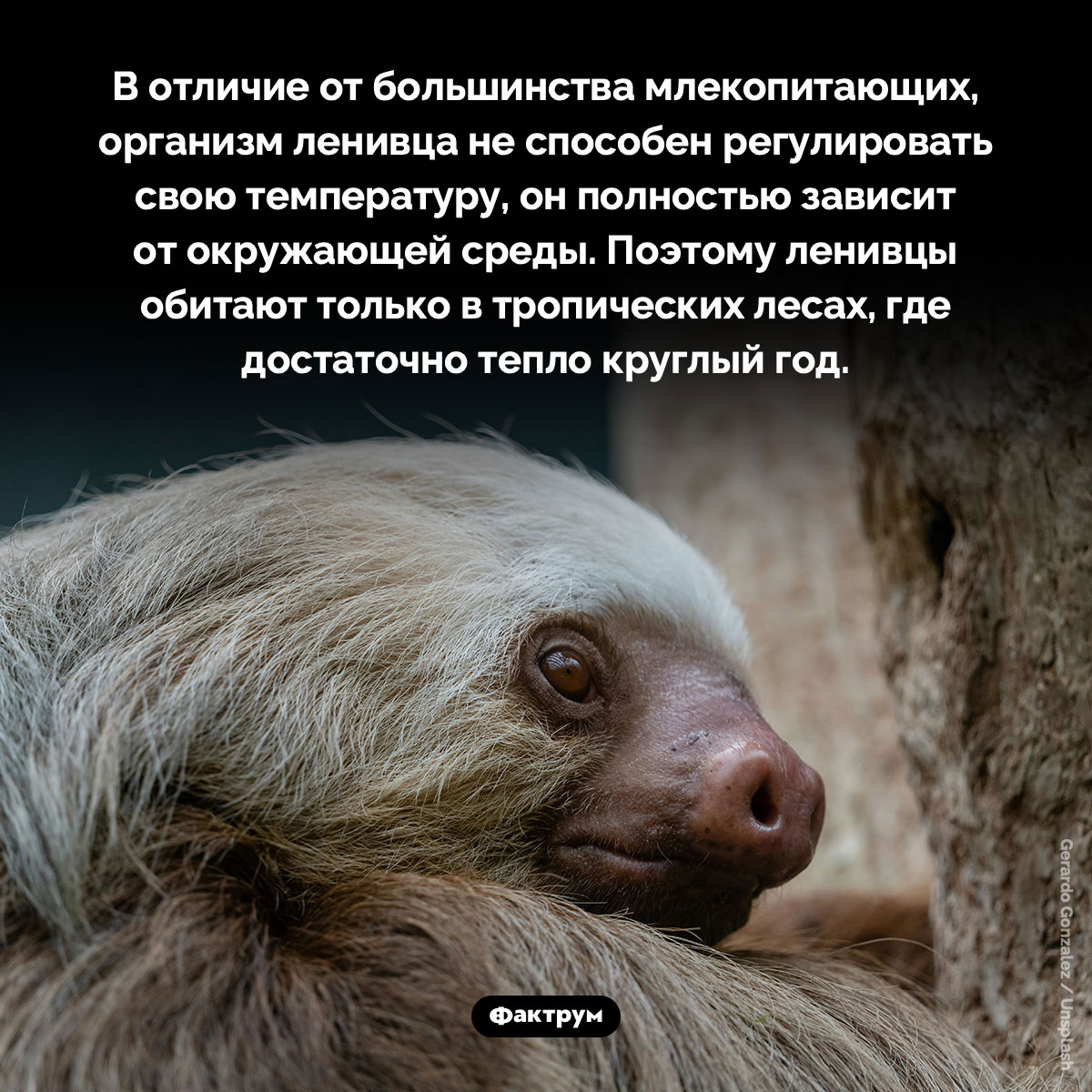 Ленивцы не могут регулировать температуру тела