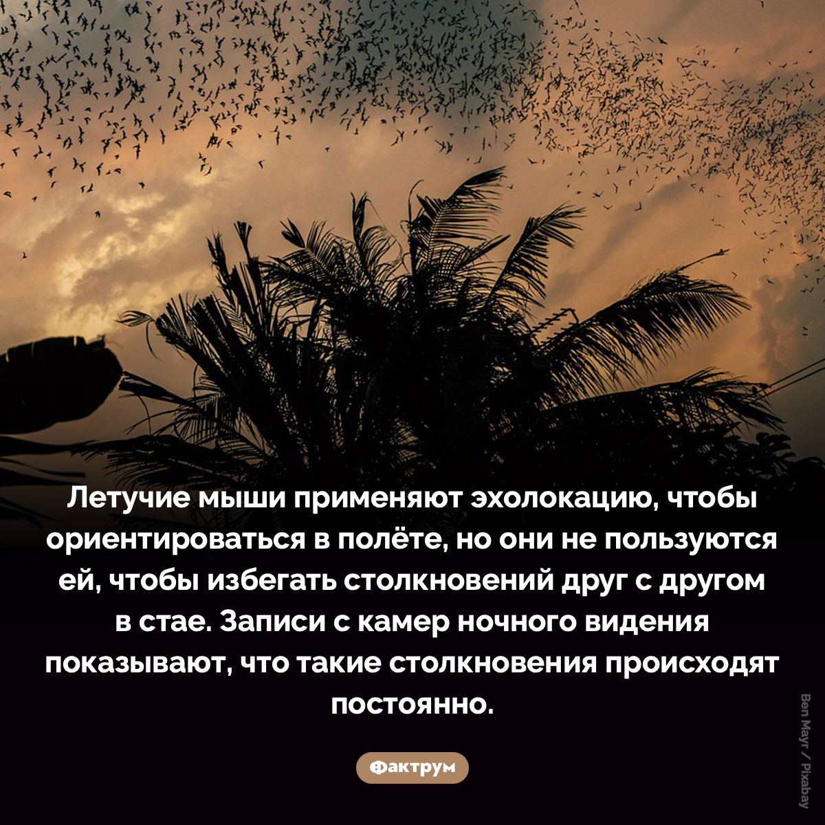 Летучие мыши в полёте сталкиваются друг с другом
