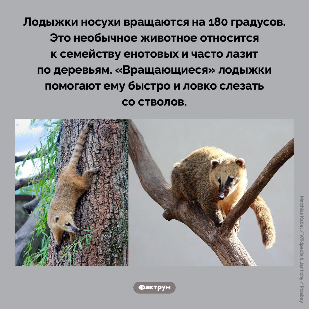 Лодыжки носухи