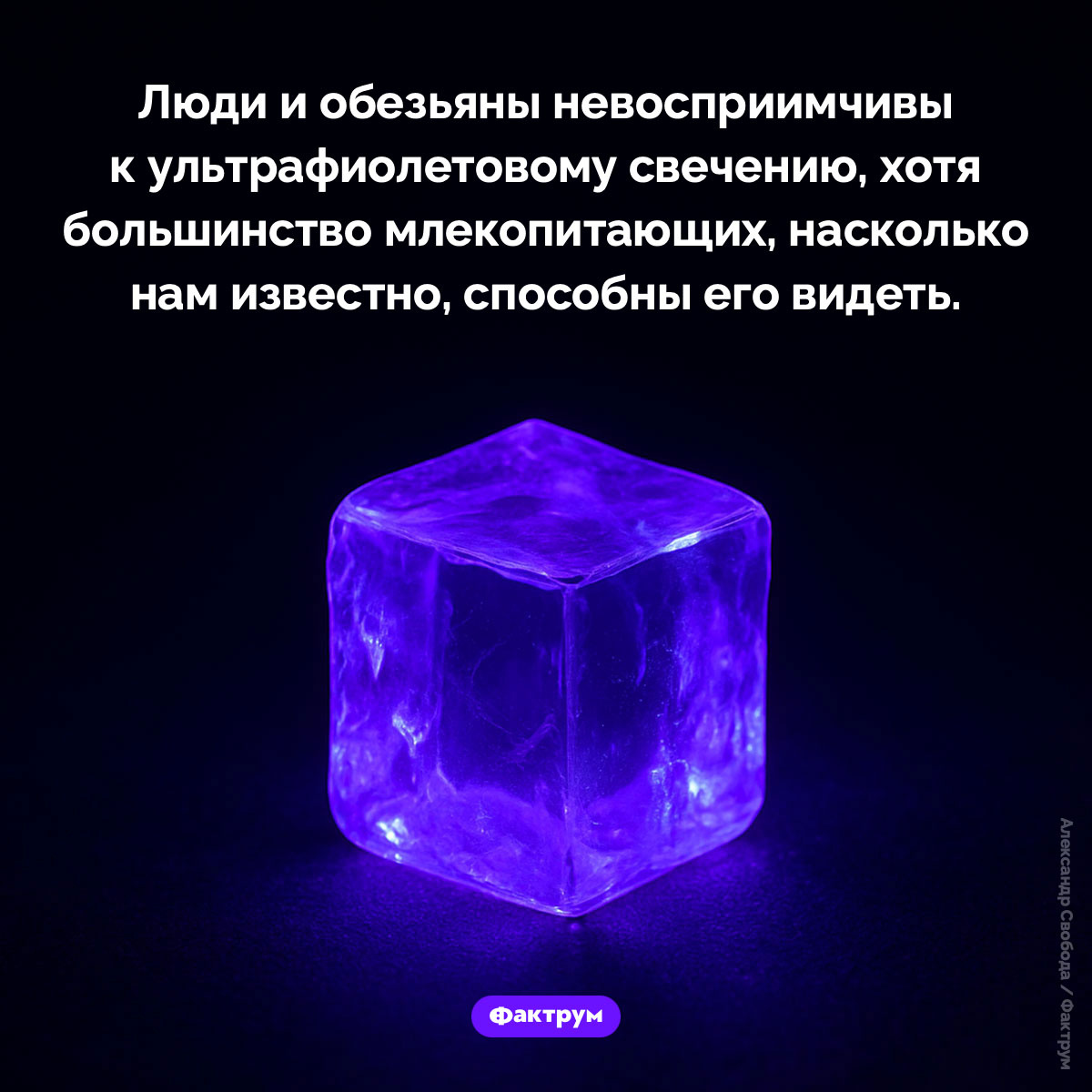 Люди и обезьяны невосприимчивы к ультрафиолету
