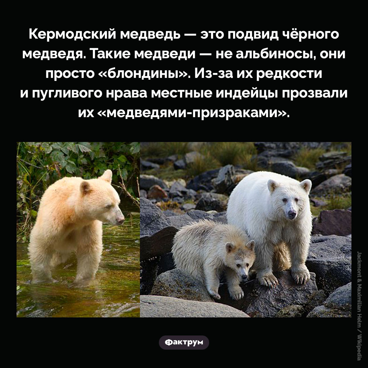 «Медведи-призраки». Кермодский медведь — это подвид чёрного медведя. Такие медведи — не альбиносы, они просто «блондины». Из-за их редкости и пугливого нрава местные индейцы прозвали их «медведями-призраками».