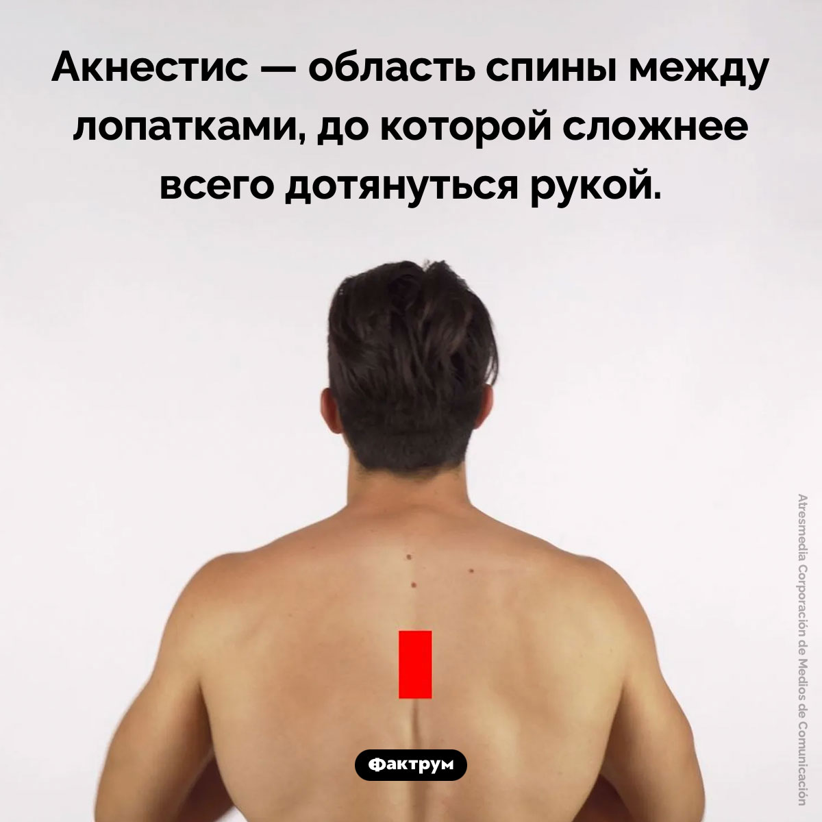 Место на спине, которое вам трудно почесать, называется «акнестис»