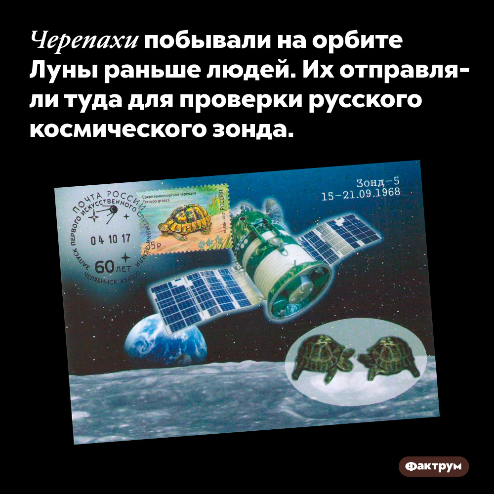 Черепахи побывали на орбите Луны раньше людей. Их отправляли туда для проверки русского космического зонда.