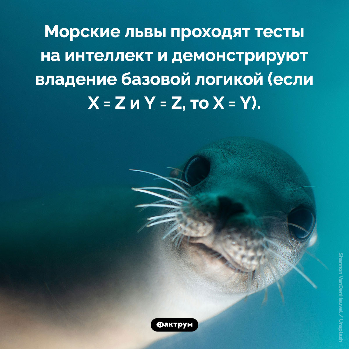 Морской лев — животное, способное использовать логику