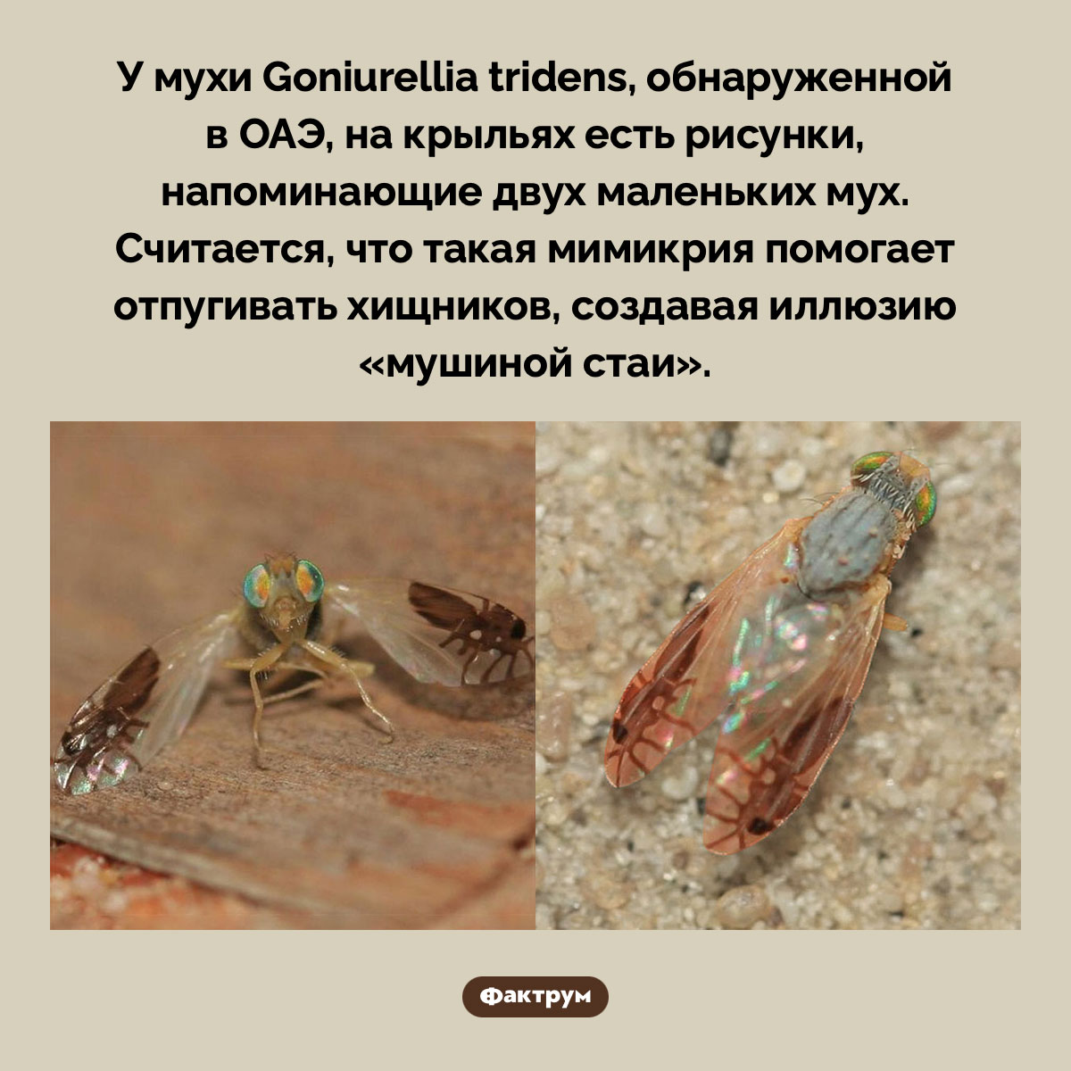 Муха с мухами на крыльях. У мухи Goniurellia tridens, обнаруженной в ОАЭ, на крыльях есть рисунки, напоминающие двух маленьких мух. Считается, что такая мимикрия помогает отпугивать хищников, создавая иллюзию «мушиной стаи».