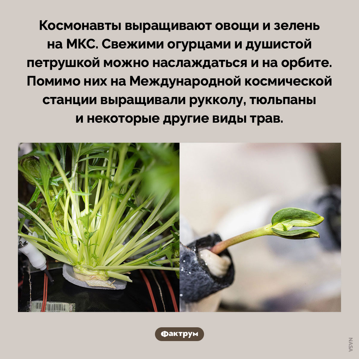 Овощи на МКС