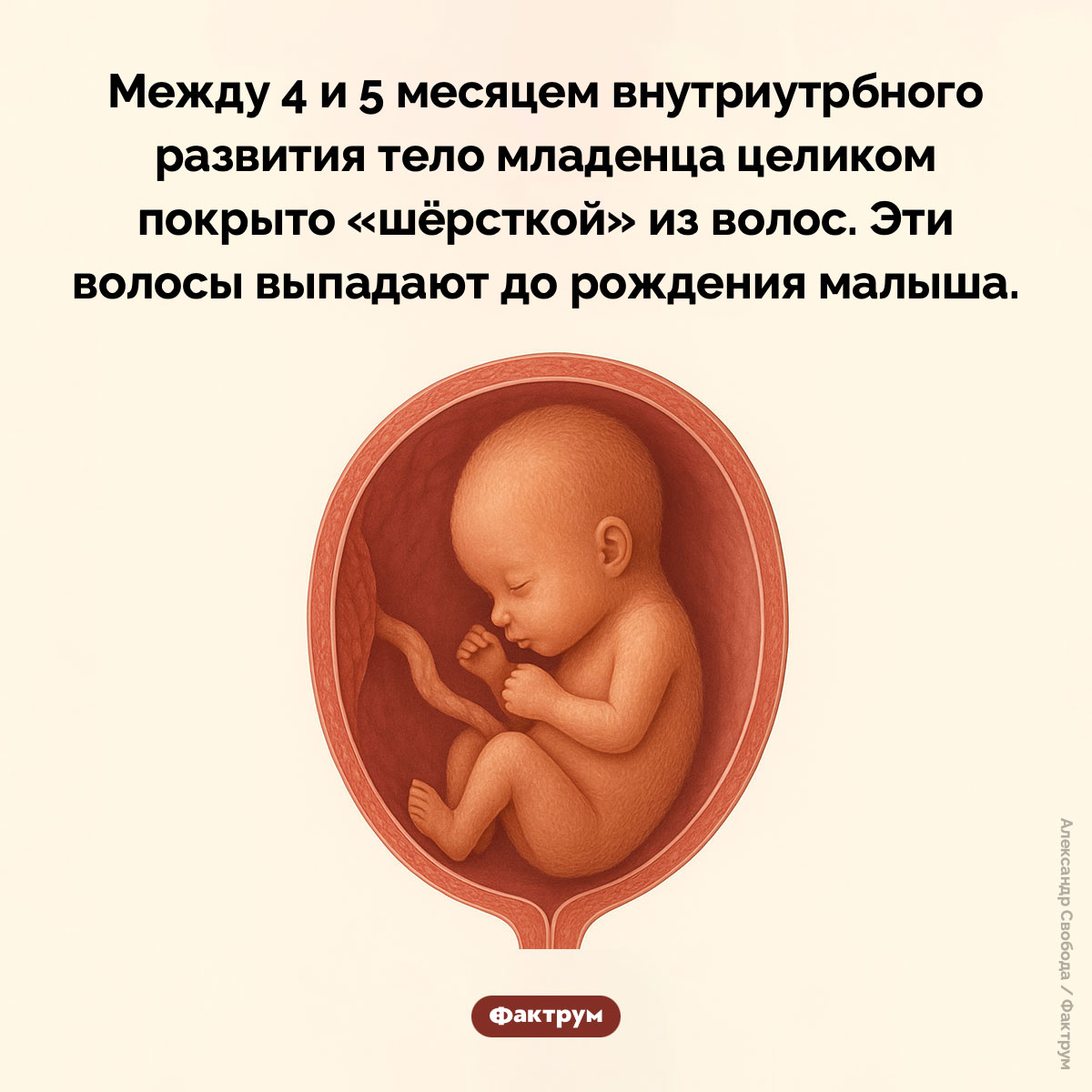 Плод с «шёрсткой»