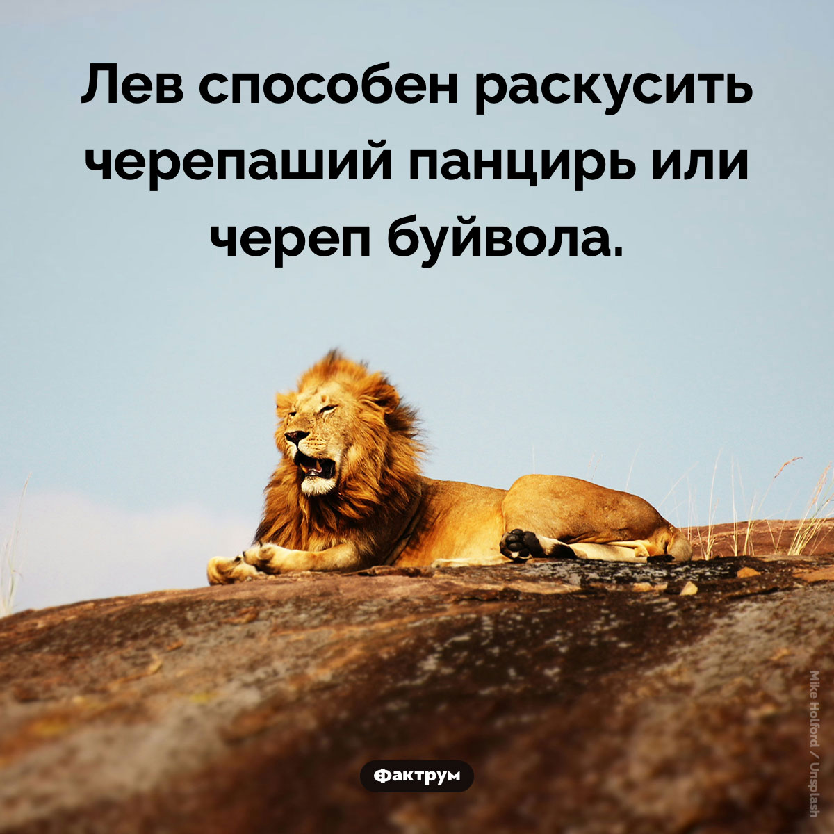 Сила львиного укуса