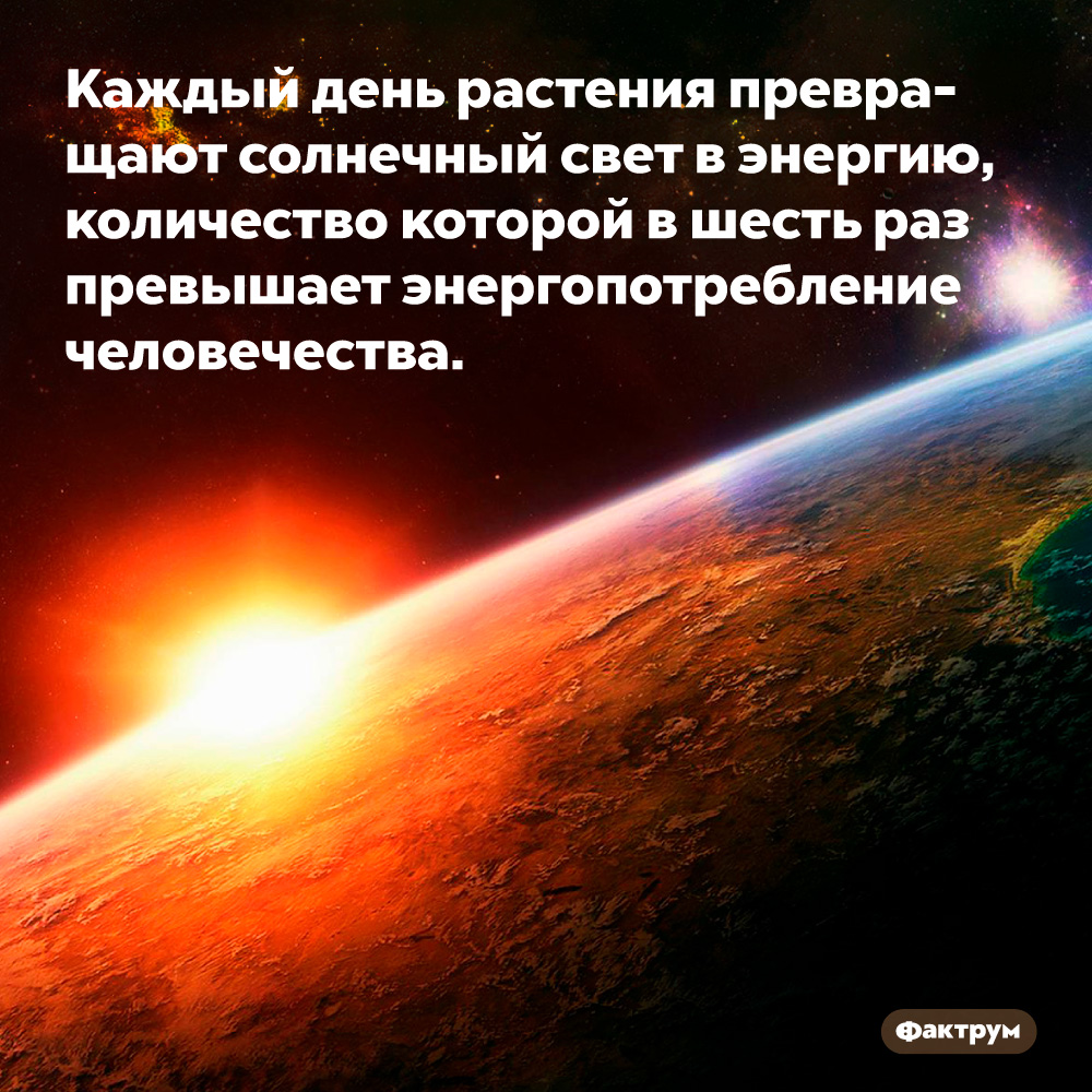 Каждый день растения превращают солнечный свет в энергию, количество которой в шесть раз превышает энергопотребление человечества. 