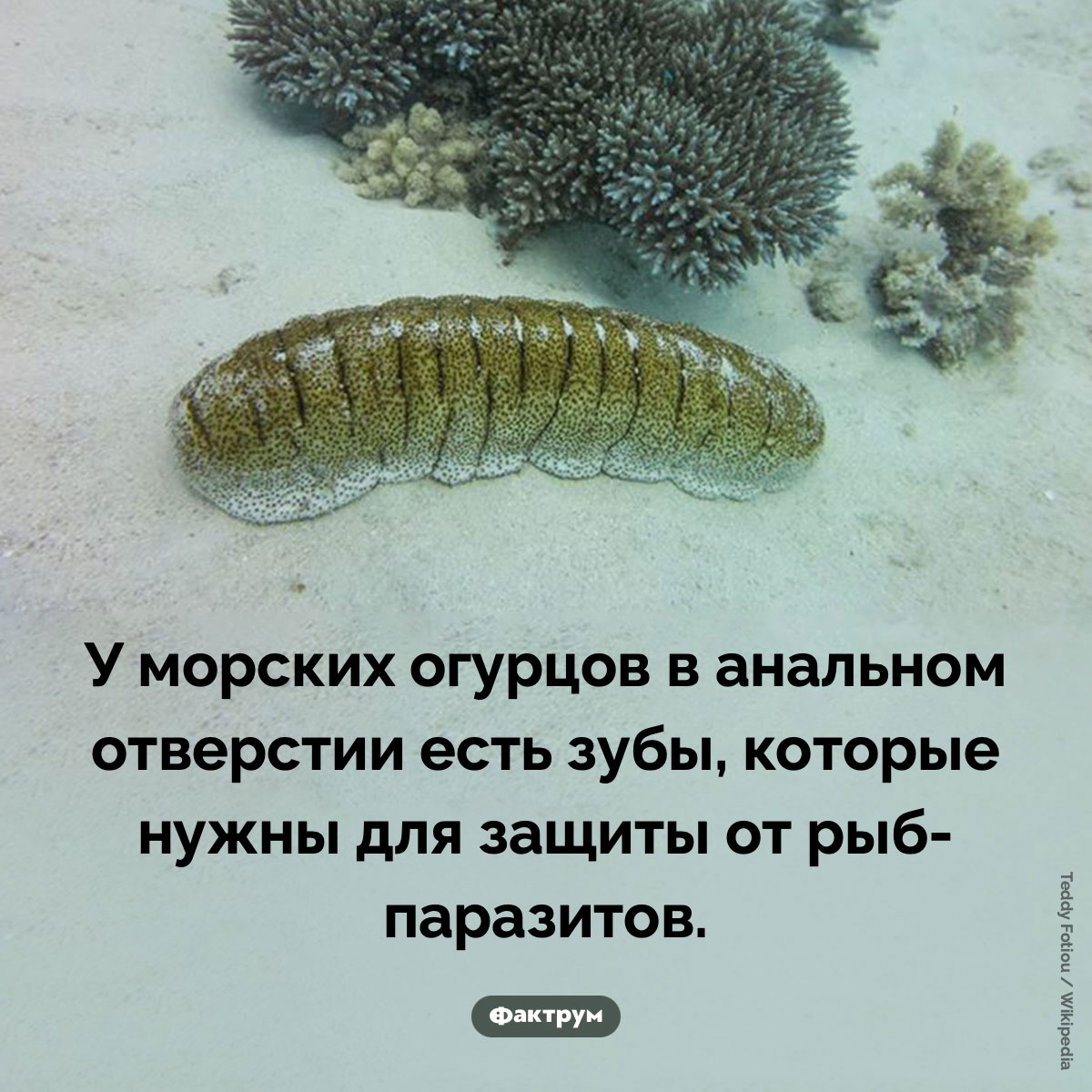 У морских огурцов есть зубы в попе