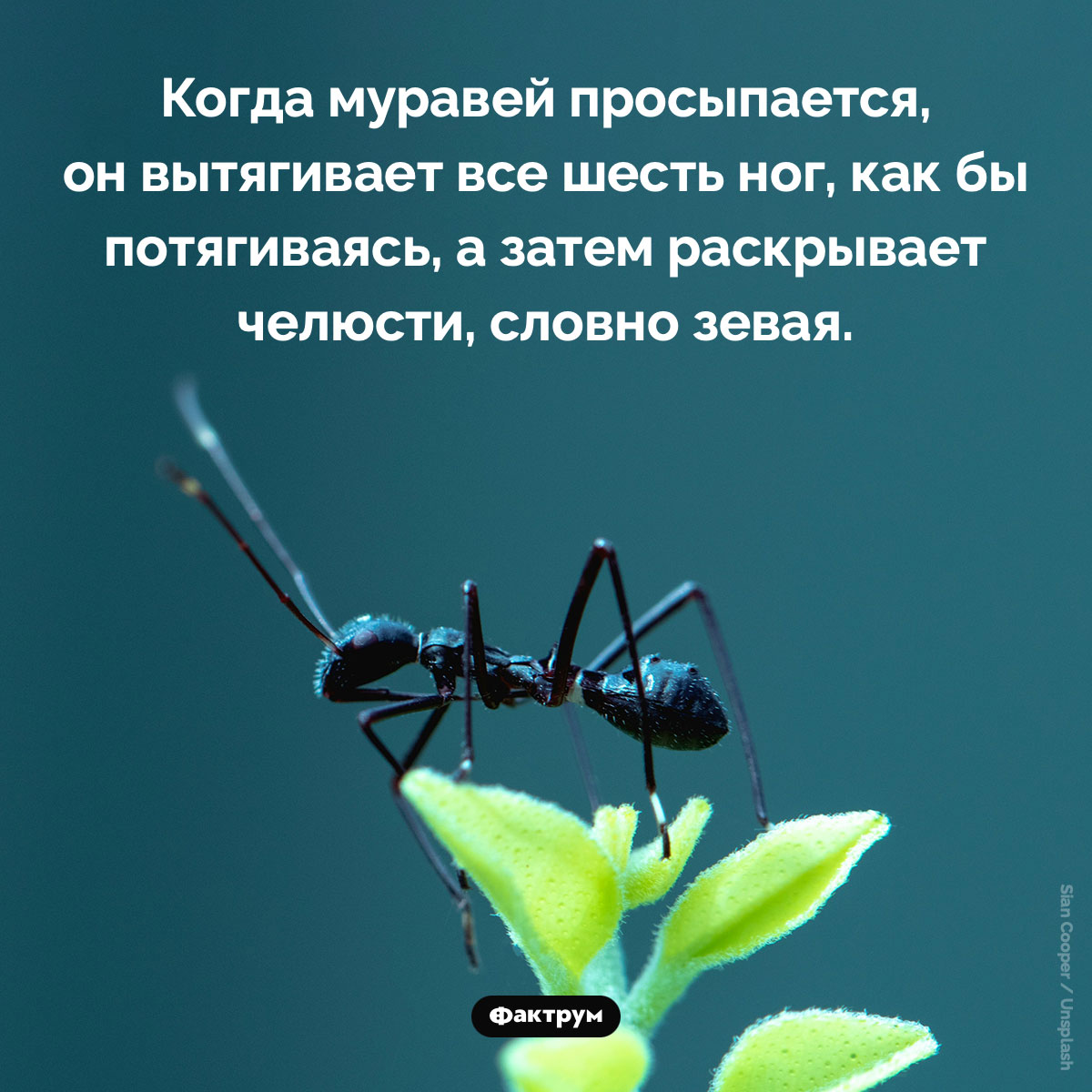 Утро муравья. Когда муравей просыпается, он вытягивает все шесть ног, как бы потягиваясь, а затем раскрывает челюсти, словно зевая.