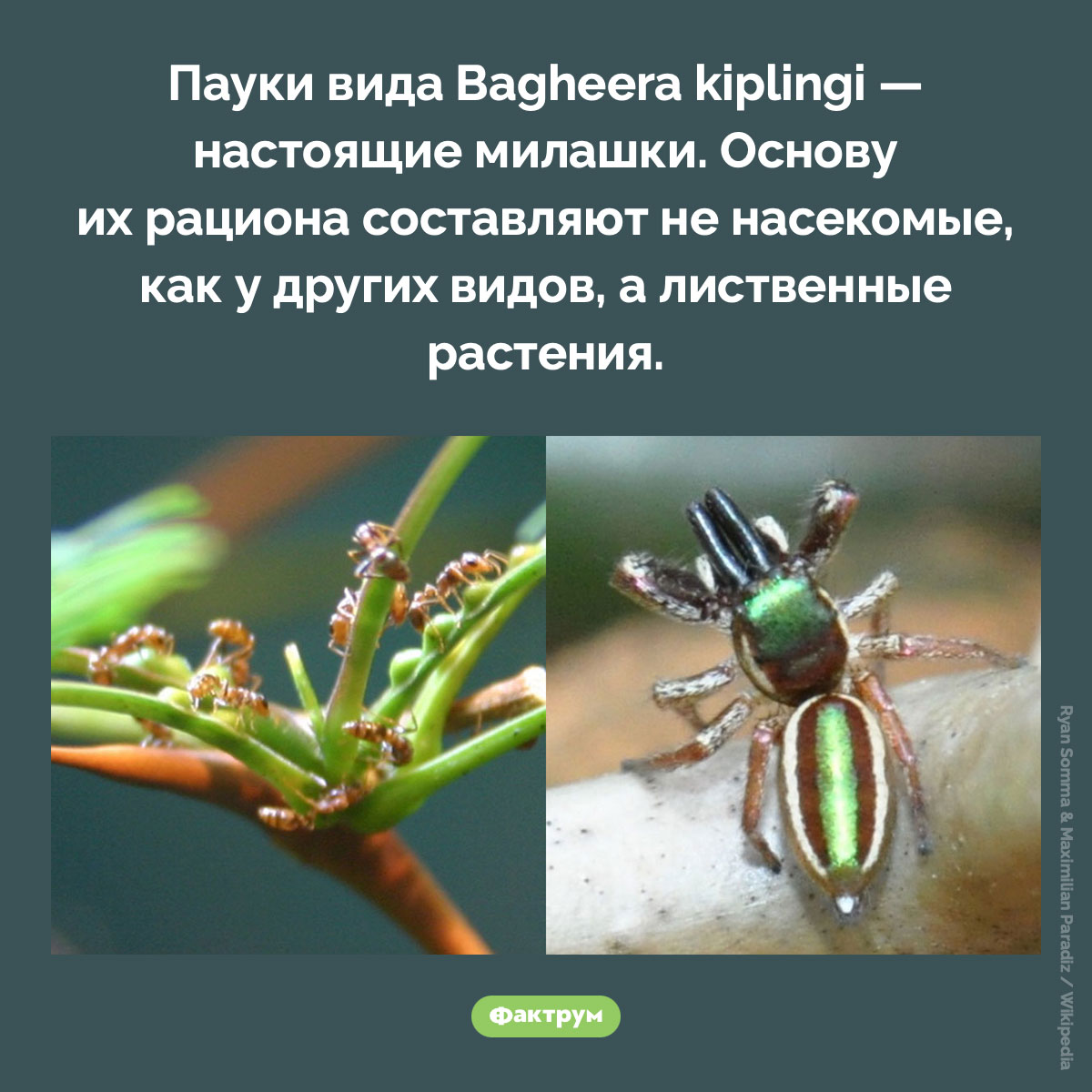 В Центральной Америке живут пауки-вегетарианцы. Пауки вида Bagheera kiplingi — настоящие милашки. Основу их рациона составляют не насекомые, как у других видов, а лиственные растения.