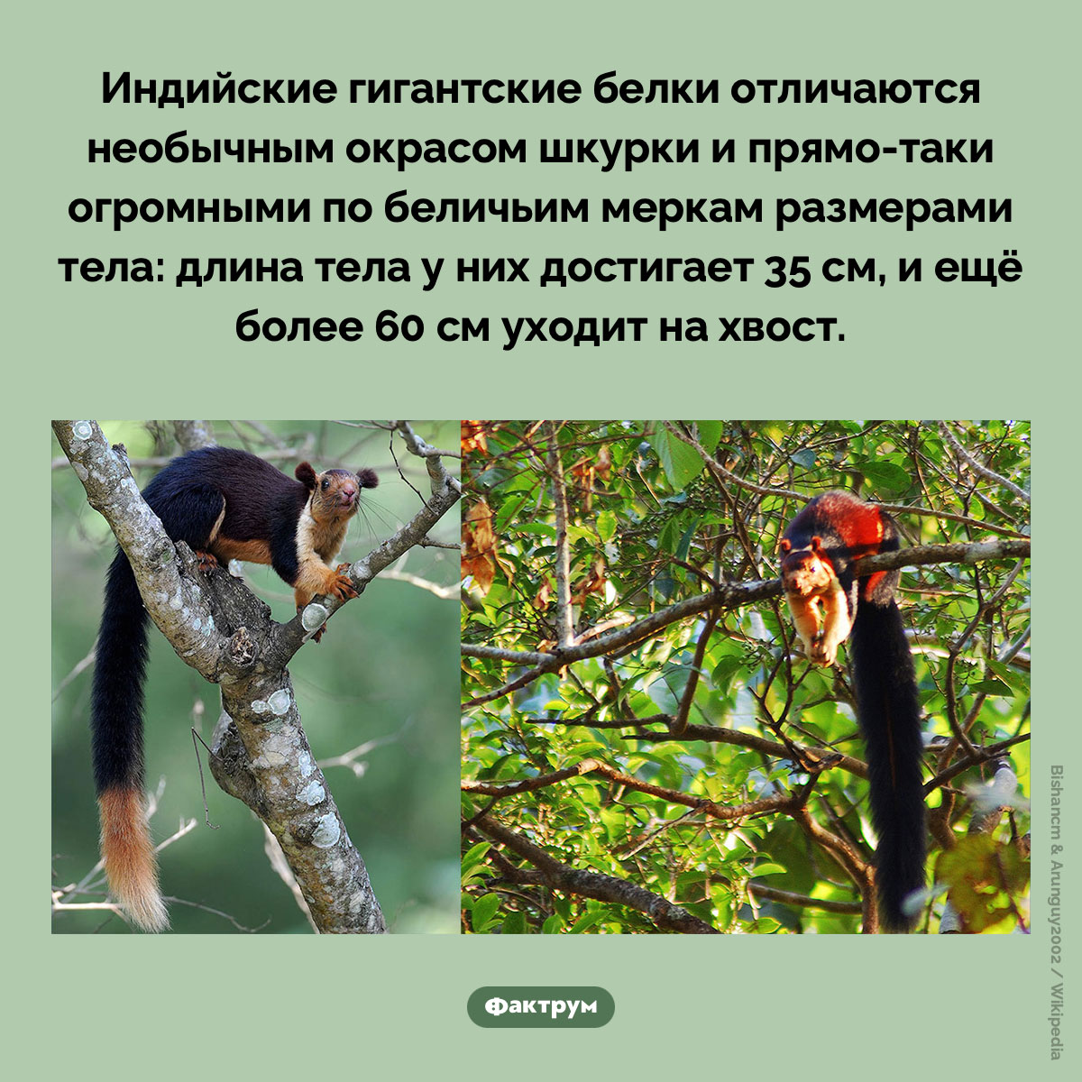 В Индии живут огромные белки