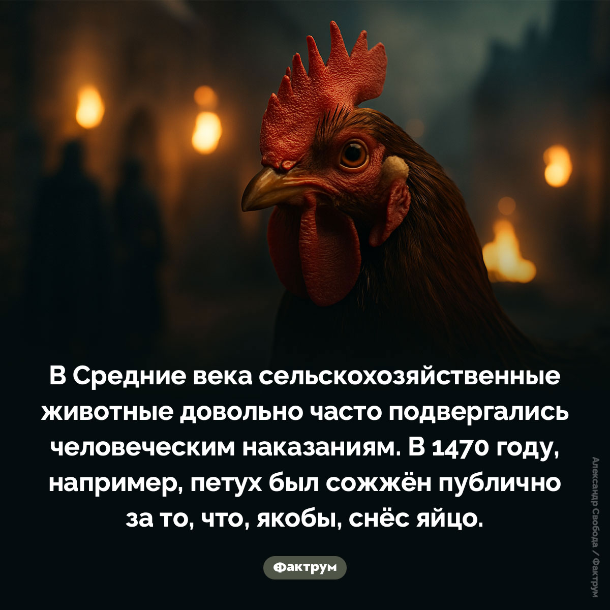 В Средневековье казнили животных. В Средние века сельскохозяйственные животные довольно часто подвергались человеческим наказаниям. В 1470 году, например, петух был сожжён публично за то, что, якобы, снёс яйцо.