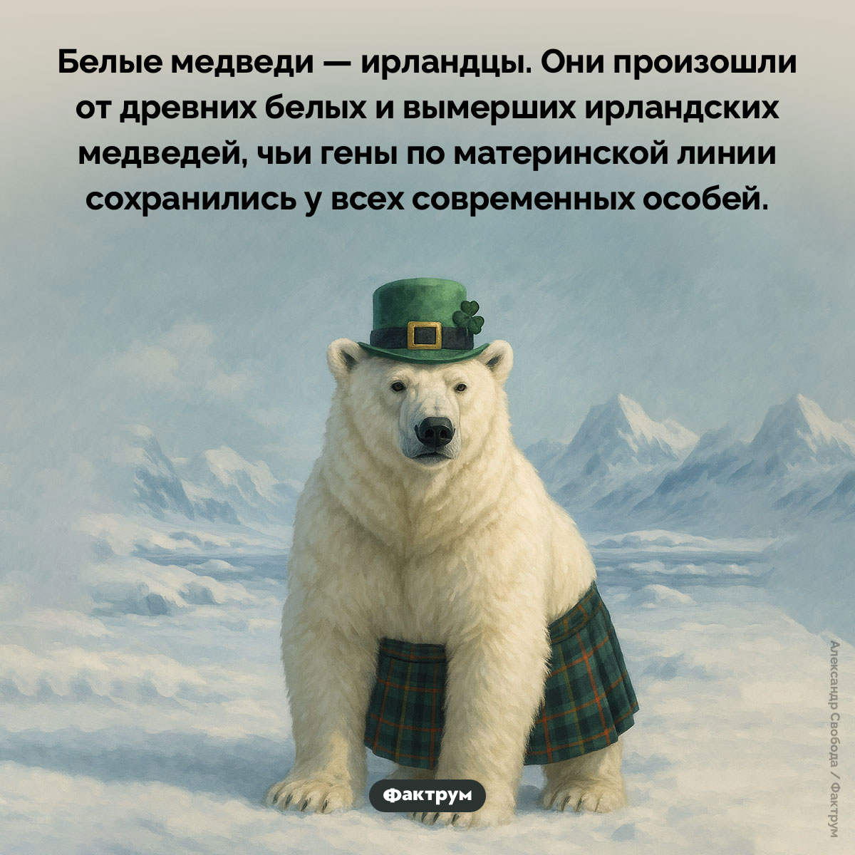 Все белые медведи — ирландцы. Белые медведи — ирландцы. Они произошли от древних белых и вымерших ирландских медведей, чьи гены по материнской линии сохранились у всех современных особей.