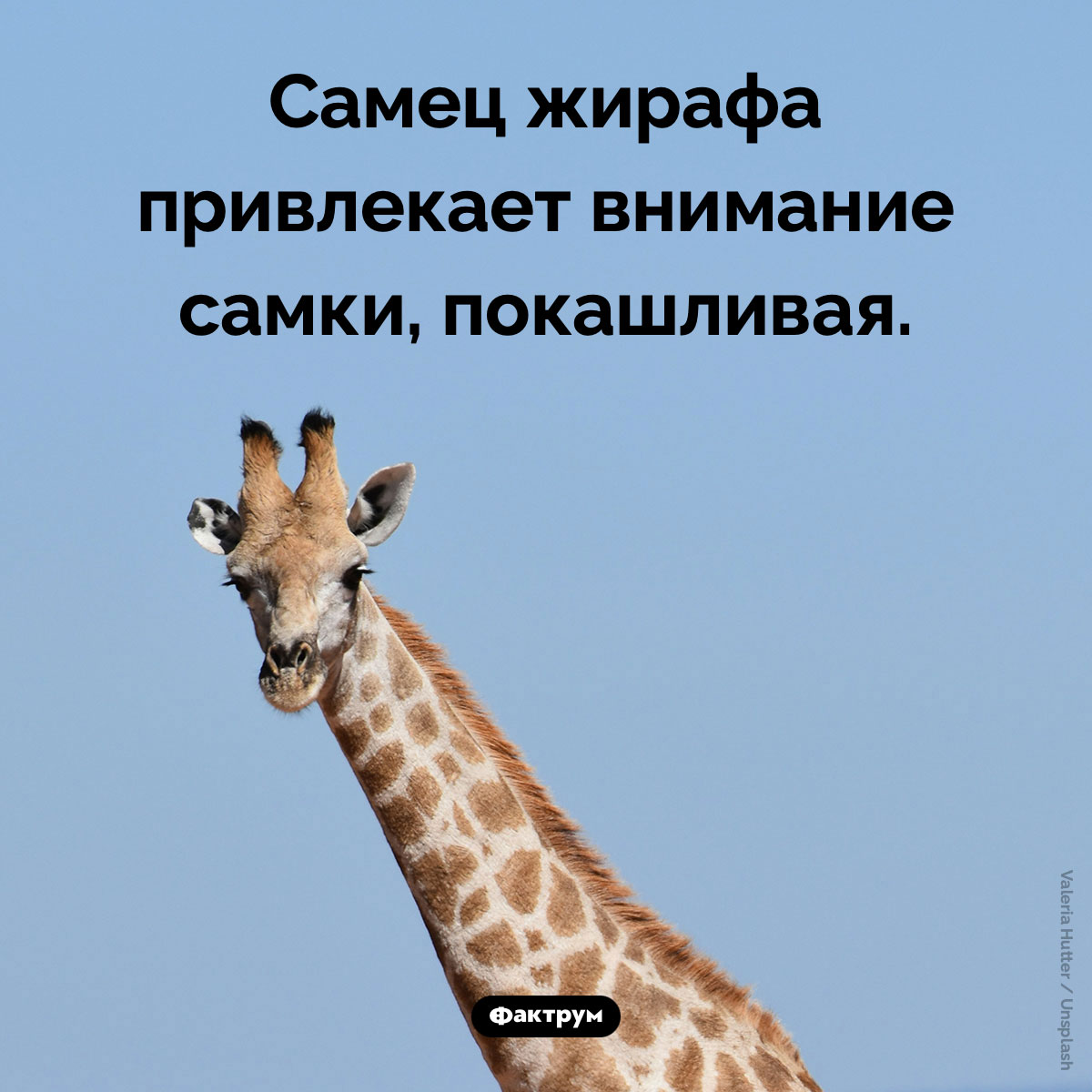 Зачем покашливает жираф. Самец жирафа привлекает внимание самки, покашливая.

