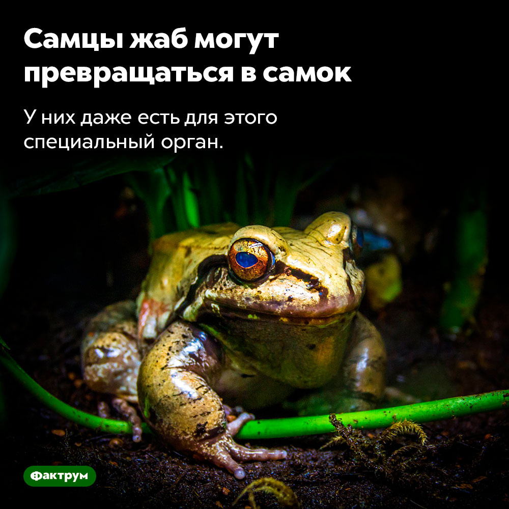 Самцы жаб могут превращаться в самок. У них даже есть для этого специальный орган.