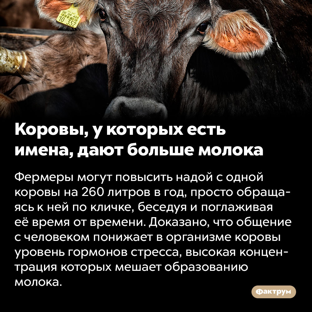 Коровы, у которых есть имена, дают больше молока