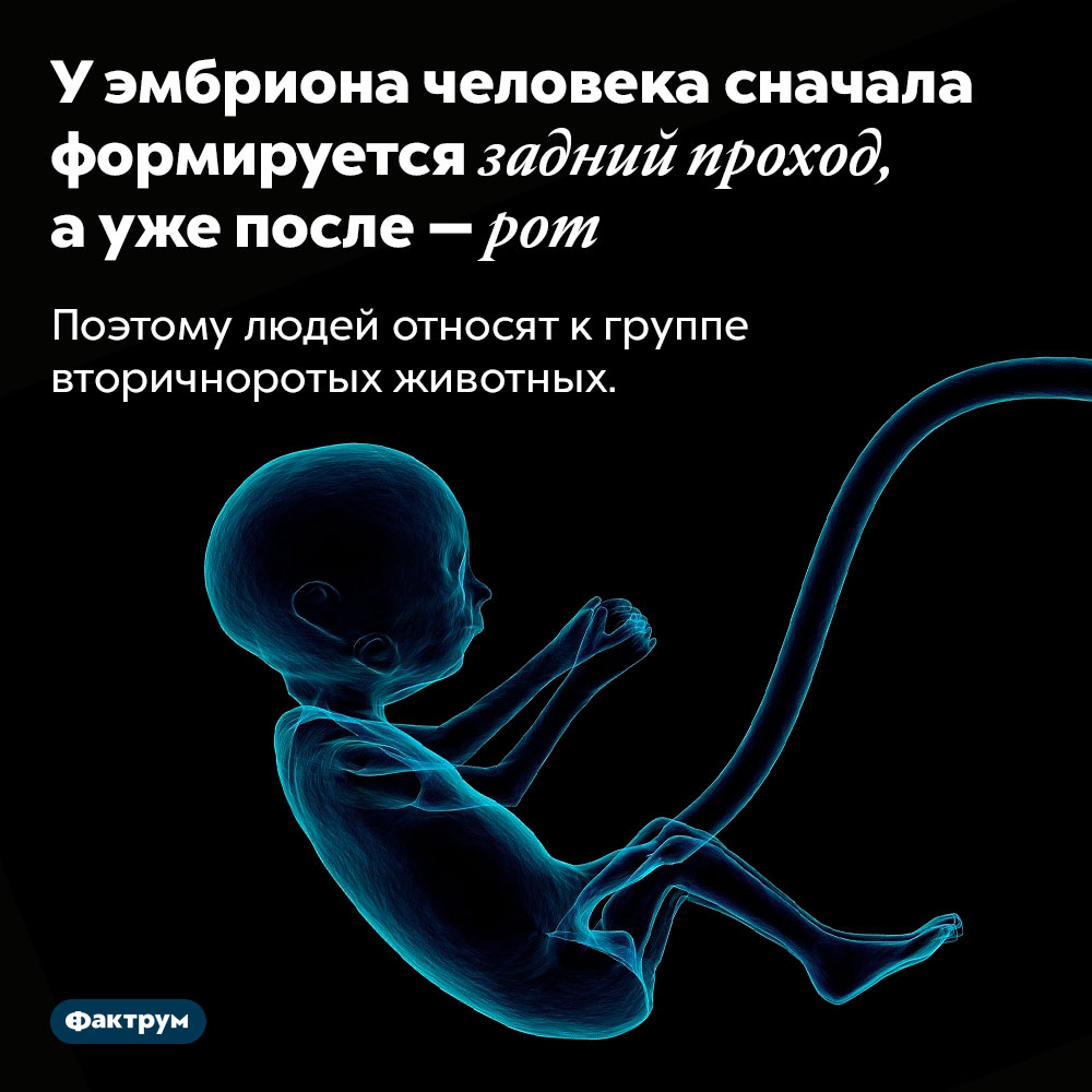У эмбриона человека сначала формируется задний проход, а уже после — рот. Поэтому людей относят к группе вторичноротых животных.