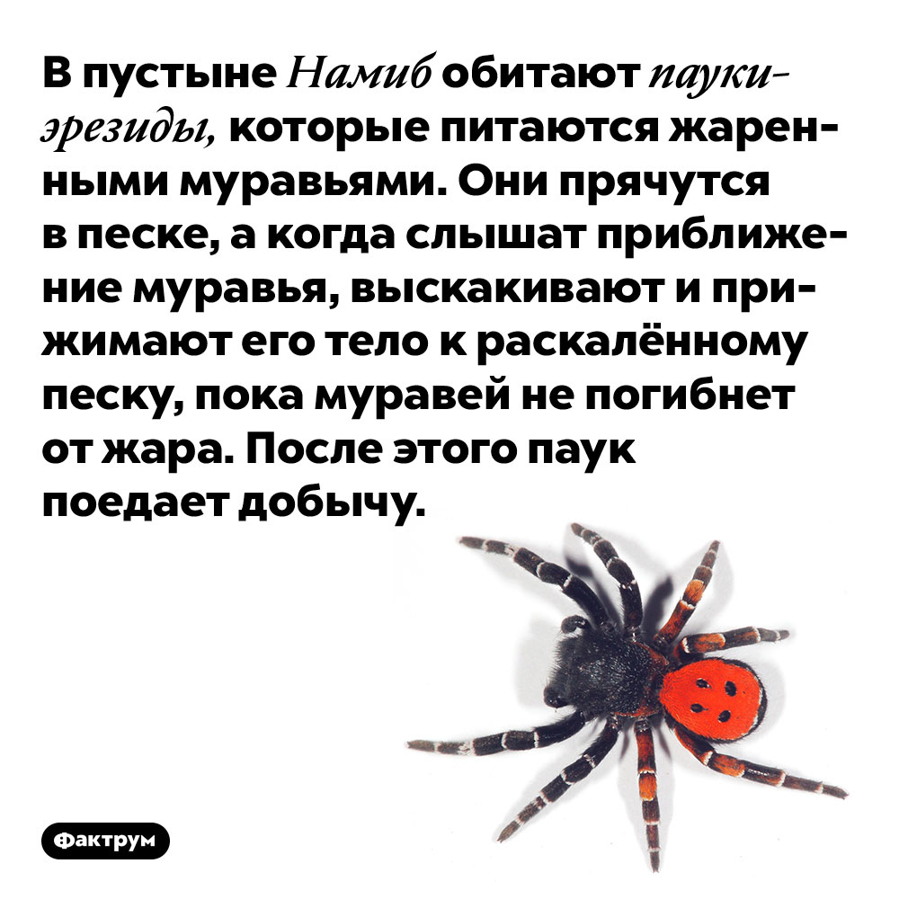 В пустыне Намиб обитают пауки-эрезиды, которые питаются жаренными муравьями. Они прячутся в песке, а когда слышат приближение муравья, выскакивают и прижимают его тело к раскалённому песку, пока муравей не погибнет от жара. После этого паук поедает добычу.