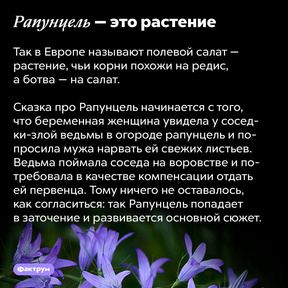 Рапунцель — это растение. Так в Европе называют полевой салат — растение, чьи корни похожи на редис, а ботва — на салат.
Сказка про Рапунцель начинается с того, что беременная женщина увидела у соседки-злой ведьмы в огороде рапунцель и попросила мужа нарвать ей свежих листьев. Ведьма поймала соседа на воровстве и потребовала в качестве компенсации отдать ей первенца. Тому ничего не оставалось, как согласиться: так Рапунцель попадает в заточение и развивается основной сюжет.