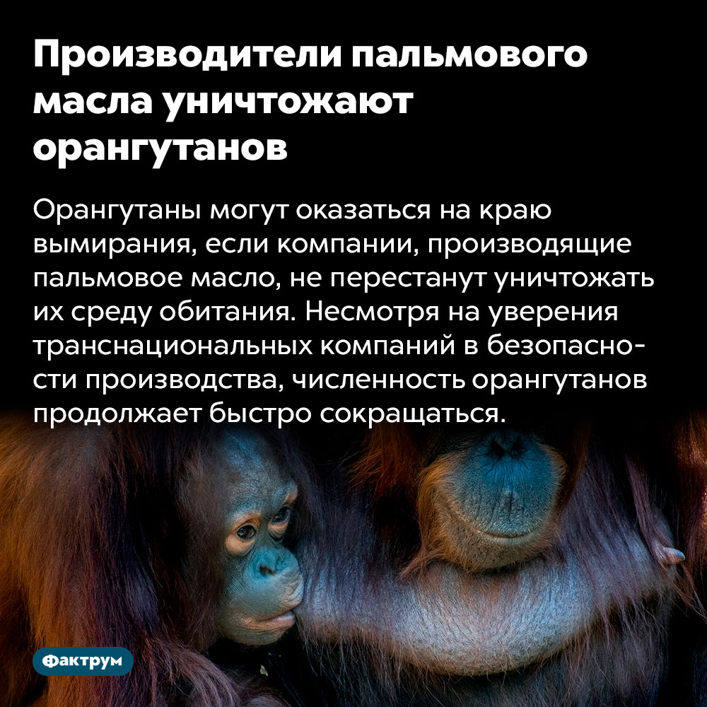 Производители пальмового масла уничтожают орангутанов. Орангутаны могут оказаться на краю вымирания, если компании, производящие пальмовое масло, не перестанут уничтожать их среду обитания. Несмотря на уверения транснациональных компаний в безопасности производства, численность орангутанов продолжает быстро сокращаться.