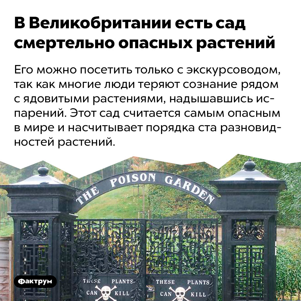 В Великобритании есть сад смертельно опасных растений. Его можно посетить только с экскурсоводом, так как многие люди теряют сознание рядом с ядовитыми растениями, надышавшись испарений. Этот сад считается самым опасным в мире и насчитывает порядка ста разновидностей растений.
