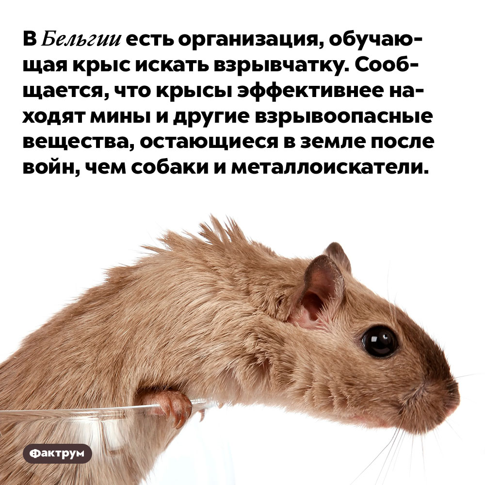 В Бельгии есть организация, обучающая крыс искать взрывчатку. Сообщается, что крысы эффективнее находят мины и другие взрывоопасные вещества, остающиеся в земле после войн, чем собаки и металлоискатели.