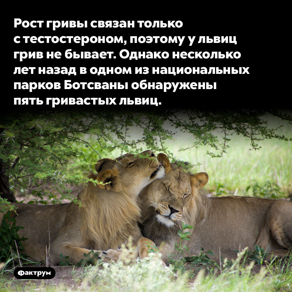 Рост гривы связан только с тестостероном, поэтому у львиц грив не бывает. Однако несколько лет назад в одном из национальных парков Ботсваны обнаружены пять гривастых львиц.