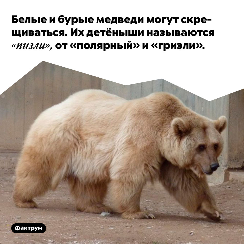 Белые и бурые медведи могут скрещиваться. Их детёныши называются «пизли», от «полярный» и «гризли».