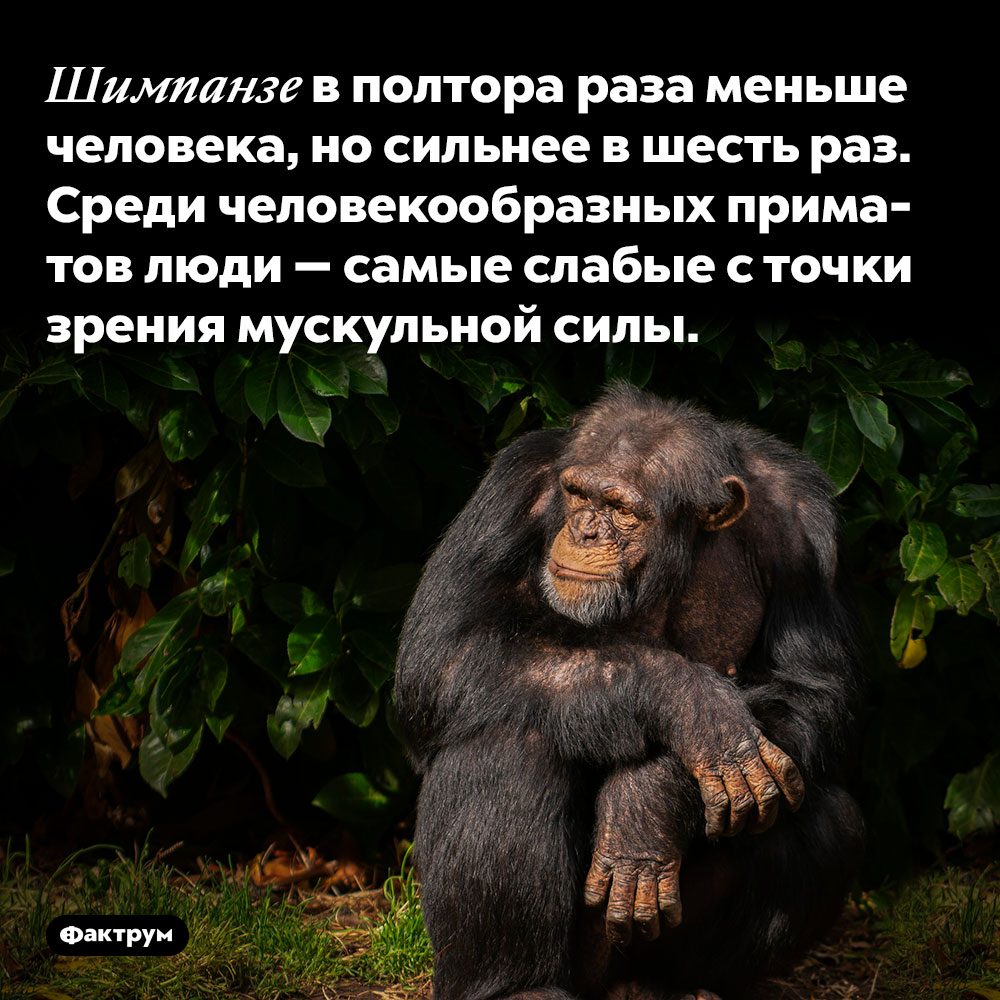 Шимпанзе в полтора раза меньше человека, но сильнее в шесть раз. Среди человекообразных приматов люди — самые слабые с точки зрения мускульной силы.