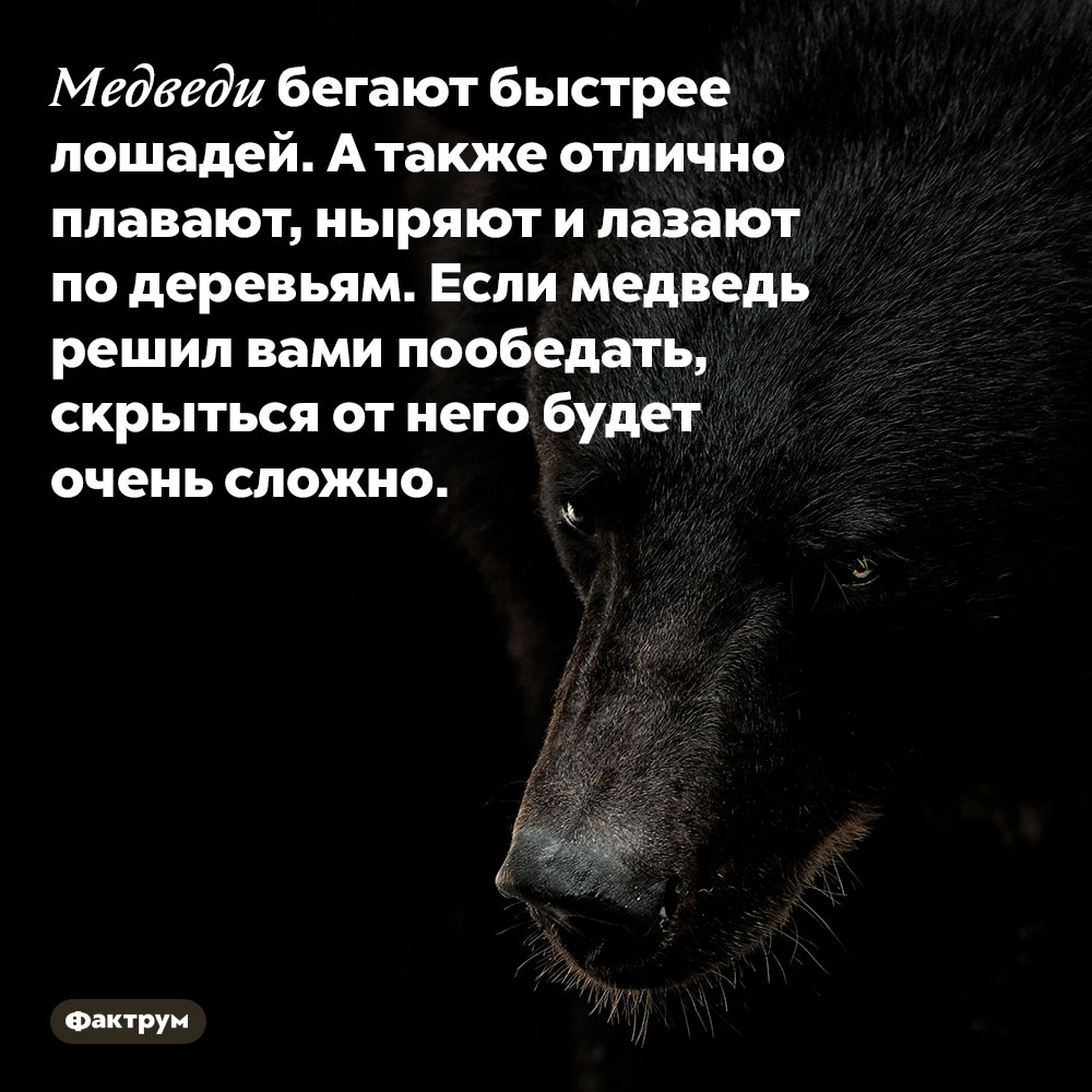 Медведи бегают быстрее лошадей. А также отлично плавают, ныряют и лазают по деревьям. Если медведь решил вами пообедать, скрыться от него будет очень сложно.