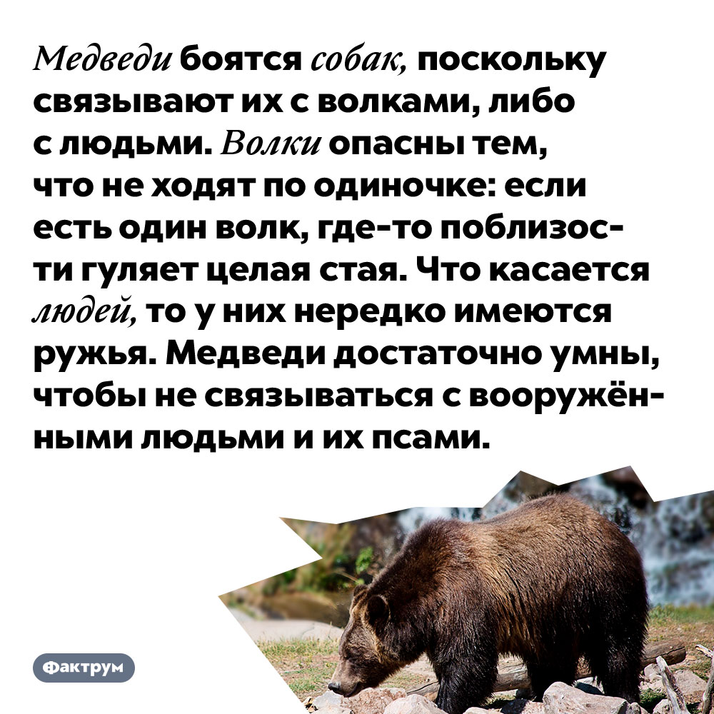 Медведи боятся собак, поскольку связывают их с волками, либо с людьми. Волки опасны тем, что не ходят по одиночке: если есть один волк, где-то поблизости гуляет целая стая. Что касается людей, то у них нередко имеются ружья. Медведи достаточно умны, чтобы не связываться с вооружёнными людьми и их псами.