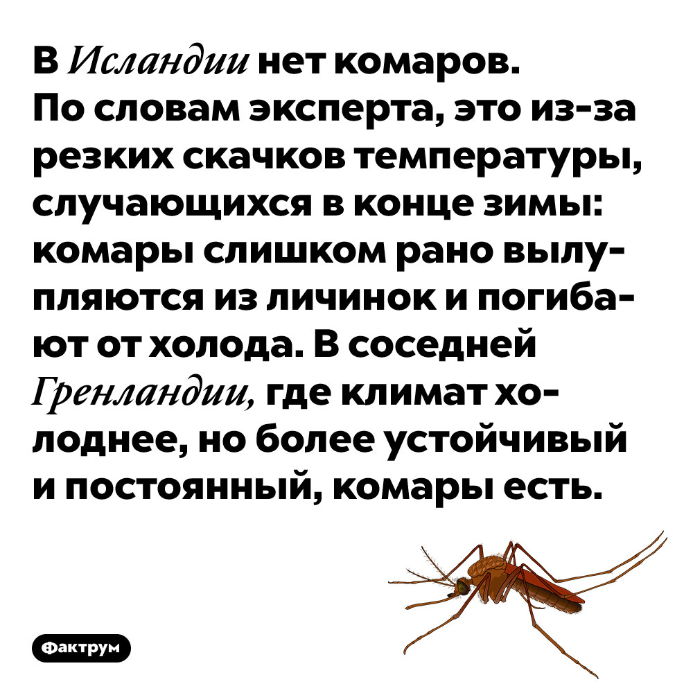 В Исландии нет комаров. По словам эксперта, это из-за резких скачков температуры, случающихся в конце зимы: комары слишком рано вылупляются из личинок и погибают от холода. В соседней Гренландии, где климат холоднее, но более устойчивый и постоянный, комары есть.