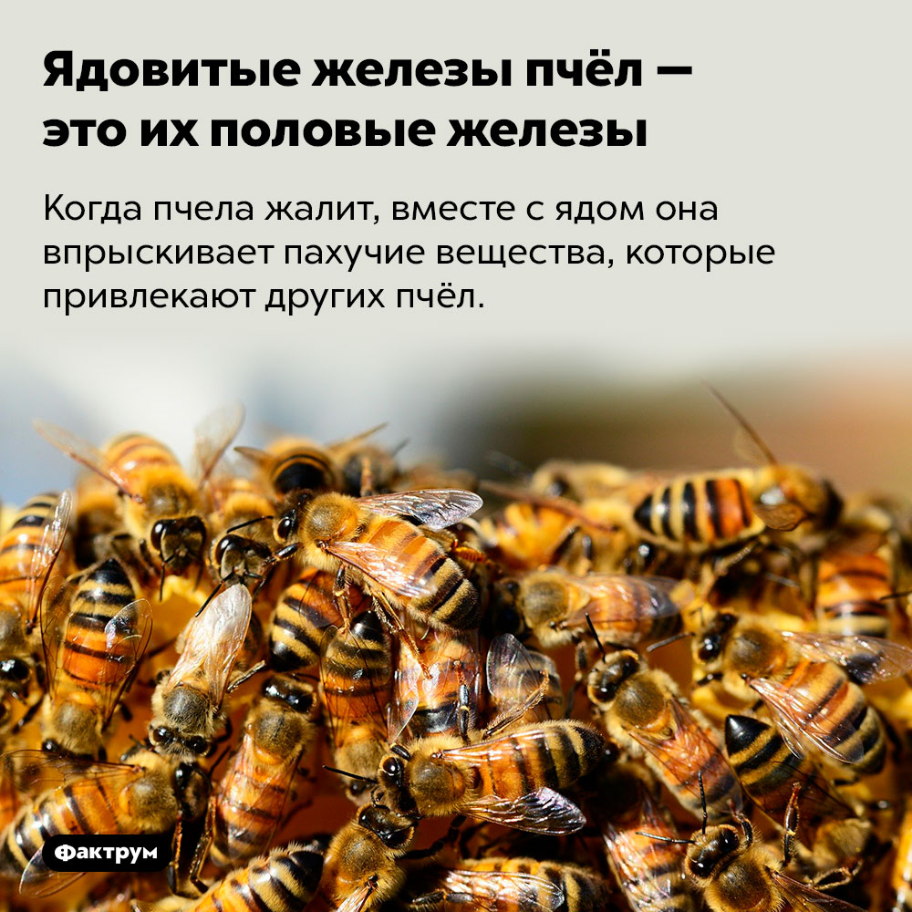 Ядовитые железы пчёл — это их половые железы. Когда пчела жалит, вместе с ядом она впрыскивает пахучие вещества, которые привлекают других пчёл.
