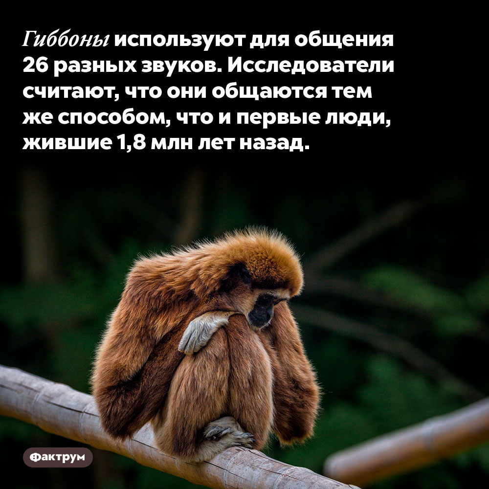 Гиббоны используют для общения 26 разных звуков. Исследователи считают, что они общаются тем же способом, что и первые люди, жившие 1,8 млн лет назад.