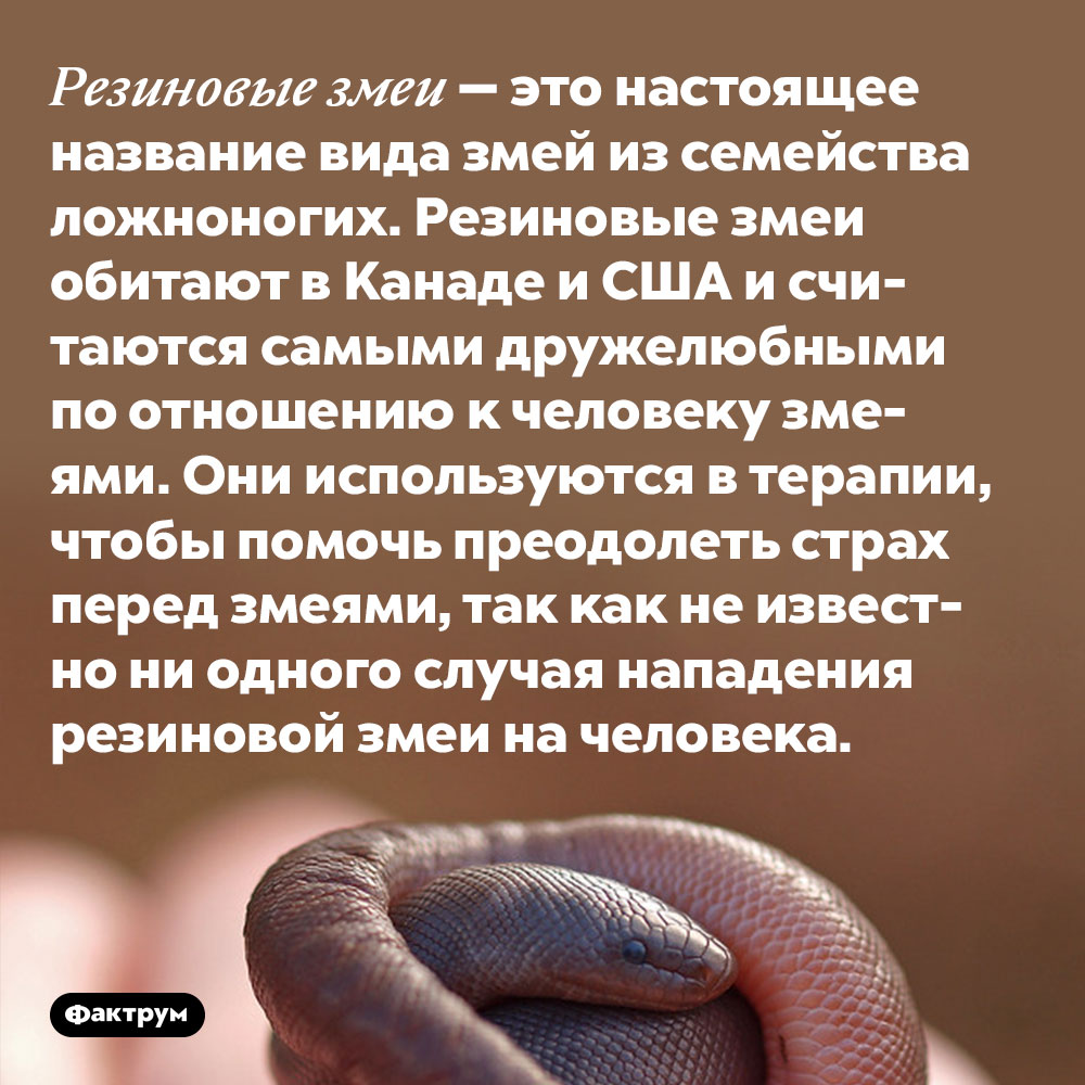 Резиновые змеи — это настоящее название вида змей из семейства ложноногих. Резиновые змеи обитают в Канаде и США и считаются самыми дружелюбными по отношению к человеку змеями. Они используются в терапии, чтобы помочь преодолеть страх перед змеями, так как не известно ни одного случая нападения резиновой змеи на человека.