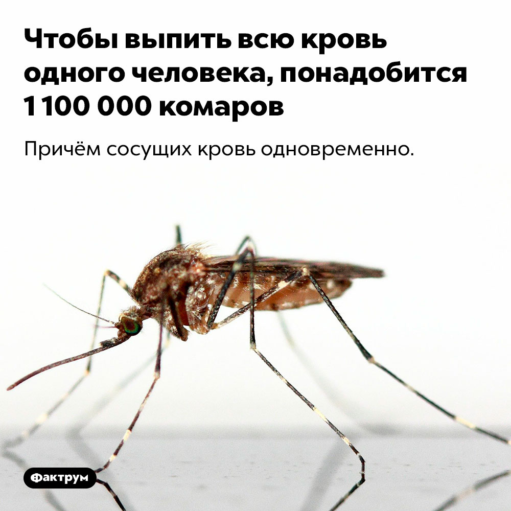 Чтобы выпить всю кровь одного человека, понадобится 1 100 000 комаров. Причём сосущих кровь одновременно.