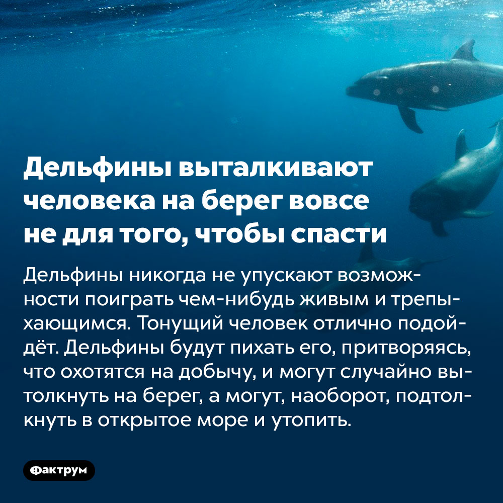 Дельфины выталкивают человека на берег вовсе не для того, чтобы спасти. Дельфины никогда не упускают возможности поиграть чем-нибудь живым и трепыхающимся. Тонущий человек отлично подойдёт. Дельфины будут пихать его, притворяясь, что охотятся на добычу, и могут случайно вытолкнуть на берег, а могут, наоборот, подтолкнуть в открытое море и утопить.