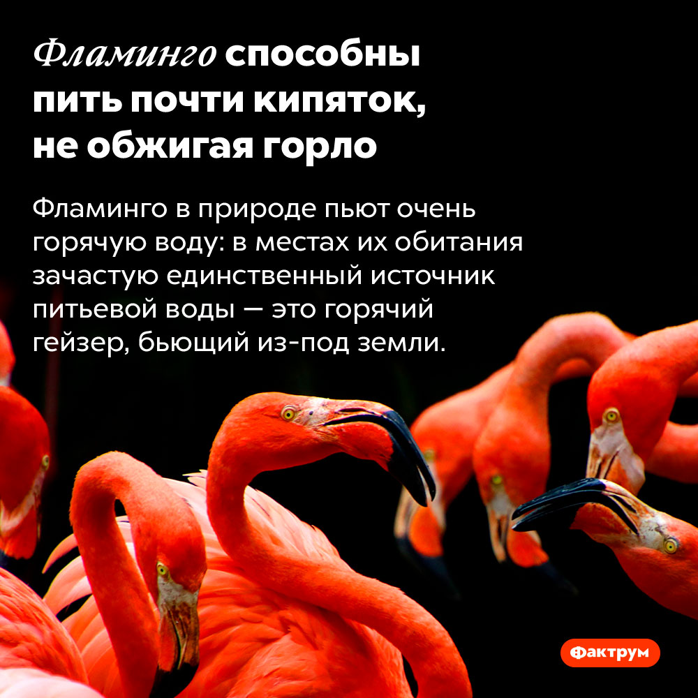 Фламинго способны пить почти кипяток, не обжигая горло. Фламинго в природе пьют очень горячую воду: в местах их обитания зачастую единственный источник питьевой воды — это горячий гейзер, бьющий из-под земли.
