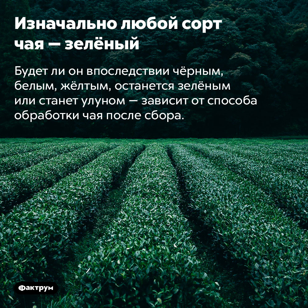 Изначально любой сорт чая — зелёный. Будет ли он впоследствии чёрным, белым, жёлтым, останется зелёным или станет улуном — зависит от способа обработки чая после сбора.
