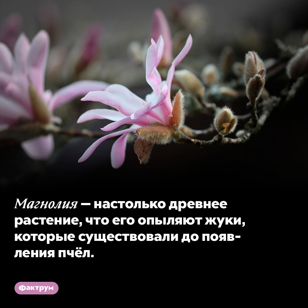 Магнолия — настолько древнее растение, что его опыляют жуки, которые существовали до появления пчёл.
