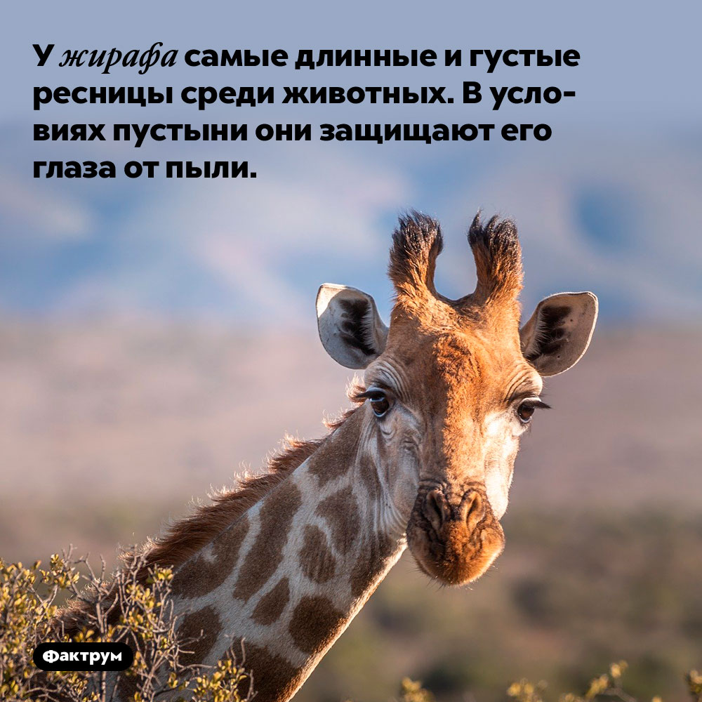 У жирафа самые длинные и густые ресницы среди животных. В условиях пустыни они защищают его глаза от пыли.
