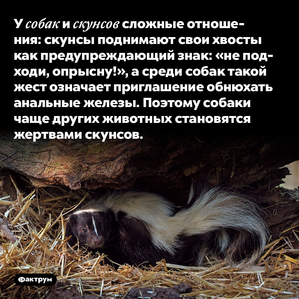 У собак и скунсов сложные отношения. Скунсы поднимают свои хвосты как предупреждающий знак: «не подходи, опрысну!», а среди собак такой жест означает приглашение обнюхать анальные железы. Поэтому собаки чаще других животных становятся жертвами скунсов.